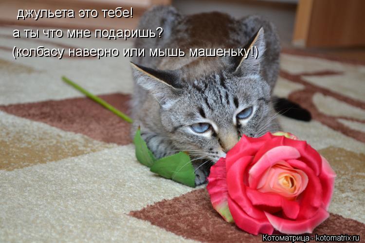 джульета это тебе! а ты что мне подаришь? (колбасу наверно или мышь машеньку!)... Котоматрица: джульета это тебе! а ты что мне подаришь? (колбасу наверно или мышь машеньку!)