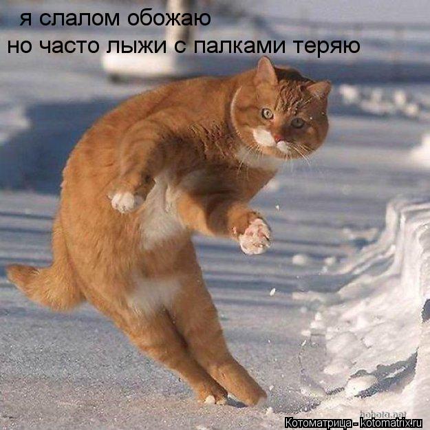 я слалом обожаю но часто лыжи с палками теряю... Котоматрица: я слалом обожаю но часто лыжи с палками теряю