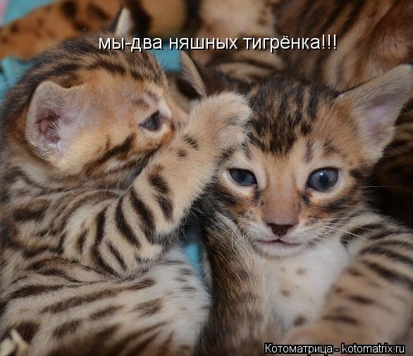 мы-два няшных тигрёнка!!!... Котоматрица: мы-два няшных тигрёнка!!!
