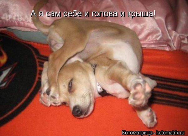 А я сам себе и голова и крыша!... Котоматрица: А я сам себе и голова и крыша!