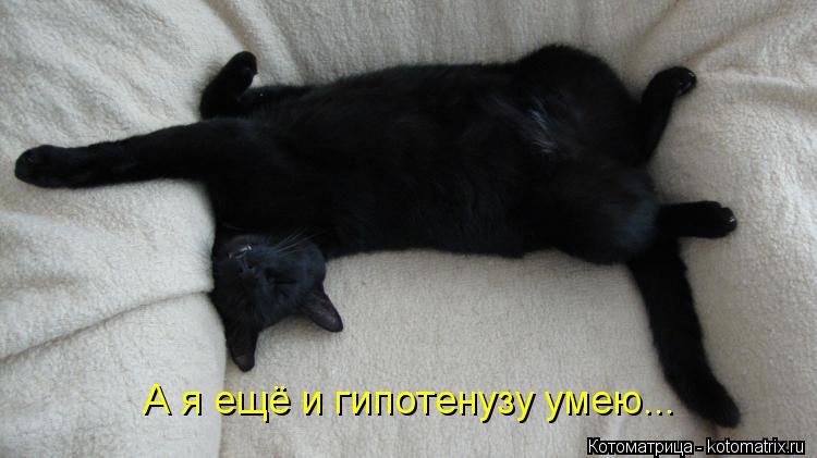 Котоматрица: А я ещё и гипотенузу умею...