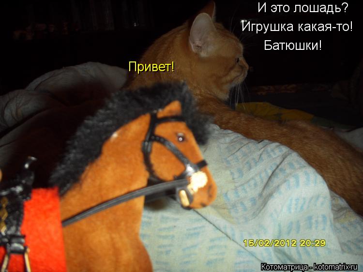 И это лошадь? Игрушка какая-то! Привет! Батюшки!... Котоматрица: И это лошадь? Игрушка какая-то! Привет! Батюшки!