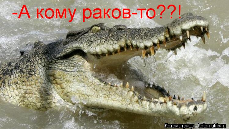 Котоматрица: -А кому раков-то??!