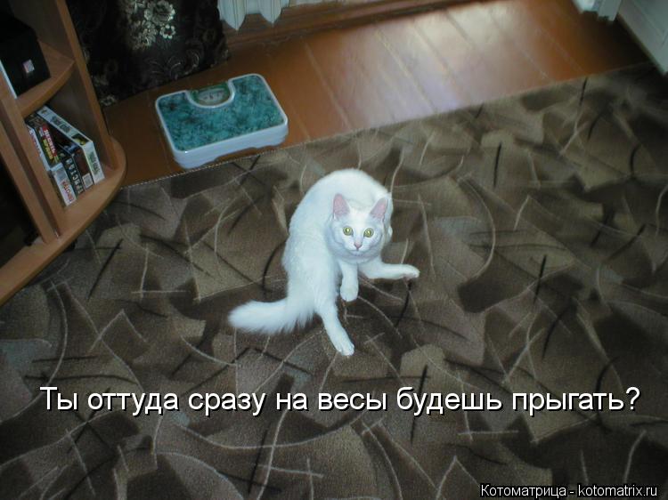 Ты оттуда сразу на весы будешь прыгать?... Котоматрица: Ты оттуда сразу на весы будешь прыгать?