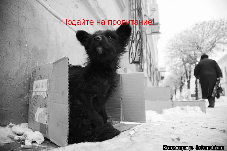 Котоматрица: Подайте на пропитание!
