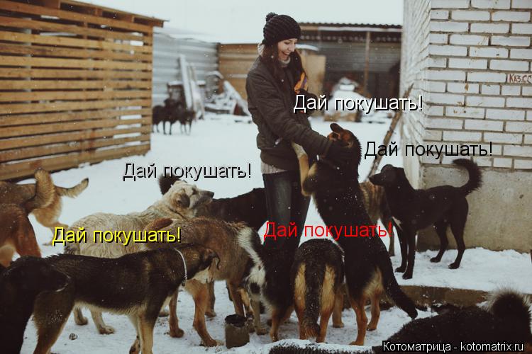 Котоматрица: Дай покушать! Дай покушать! Дай покушать! Дай покушать! Дай покушать!