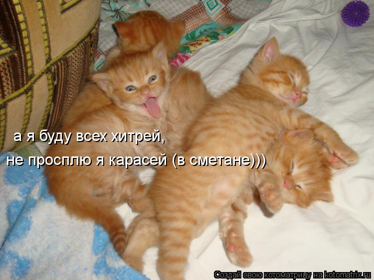 а я буду всех хитрей, не просплю я карасей (в сметане)))... Котоматрица: а я буду всех хитрей, не просплю я карасей (в сметане)))
