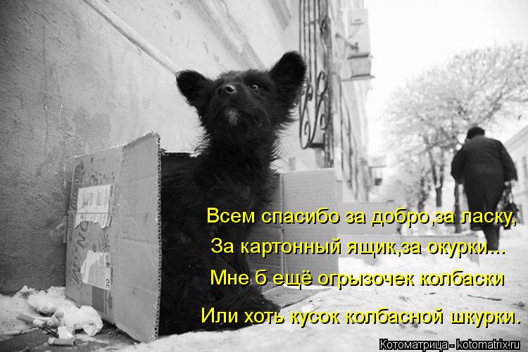 Всем спасибо за добро,за ласку, За картонный ящик,за окурки... Мне б ещё огрызочек колбаски Или хоть ... Котоматрица: Всем спасибо за добро,за ласку, За картонный ящик,за окурки... Мне б ещё огрызочек колбаски Или хоть кусок колбасной шкурки.