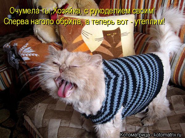 Очумела ты,Хозяйка, с рукоделием своим! Сперва наголо обрила, а теперь вот - утеплим!... Котоматрица: Очумела ты,Хозяйка, с рукоделием своим! Сперва наголо обрила, а теперь вот - утеплим!