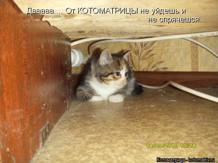 Дааааа.... От КОТОМАТРИЦЫ не уйдешь и не спрячешся...... Котоматрица: Дааааа.... От КОТОМАТРИЦЫ не уйдешь и не спрячешся...