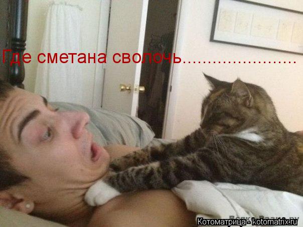 Где сметана сволочь.......................... Котоматрица: Где сметана сволочь.......................