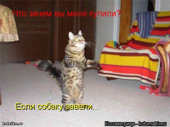 Котоматрица: Что зачем вы меня купили?  Если собаку завели...