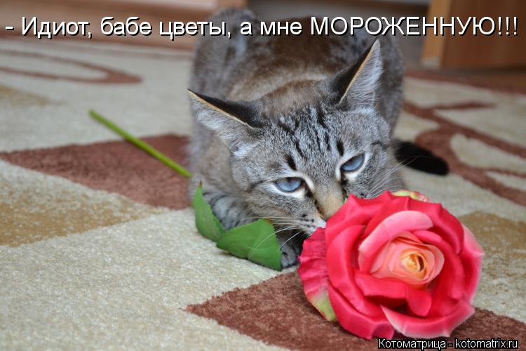 - Идиот, бабе цветы, а мне МОРОЖЕННУЮ!!!... Котоматрица: - Идиот, бабе цветы, а мне МОРОЖЕННУЮ!!!