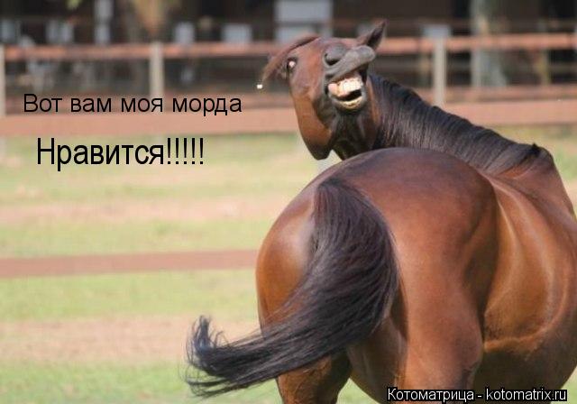 Вот вам моя морда Нравится!!!!!... Котоматрица: Вот вам моя морда Нравится!!!!!