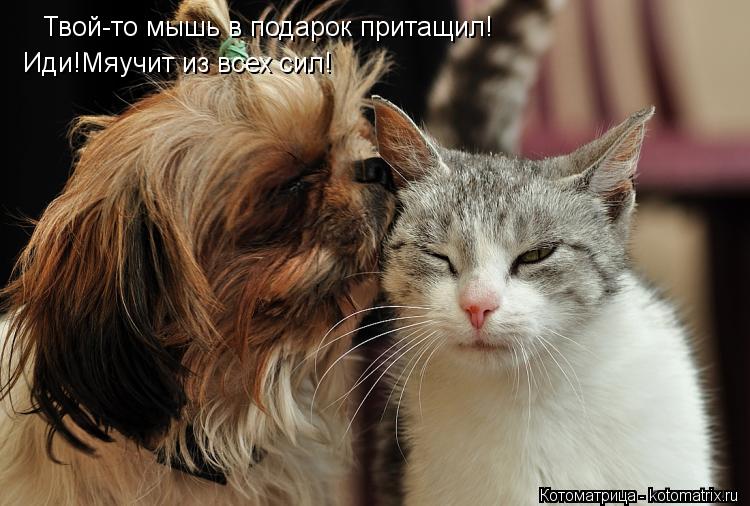 Котоматрица: Твой-то мышь в подарок притащил! Иди!Мяучит из всех сил!