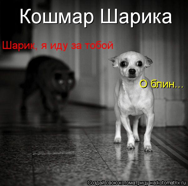 Котоматрица: Кошмар Шарика Шарик, я иду за тобой О блин...
