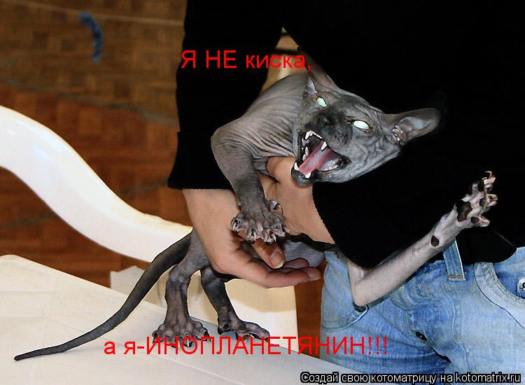 Я НЕ киска, а я-ИНОПЛАНЕТЯНИН!!!... Котоматрица: Я НЕ киска, а я-ИНОПЛАНЕТЯНИН!!!