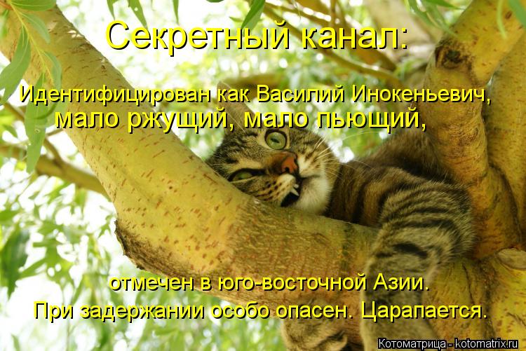 Котоматрица: Идентифицирован как Василий Инокеньевич,  Секретный канал: мало ржущий, мало пьющий,  отмечен в юго-восточной Азии. При задержании особо опа