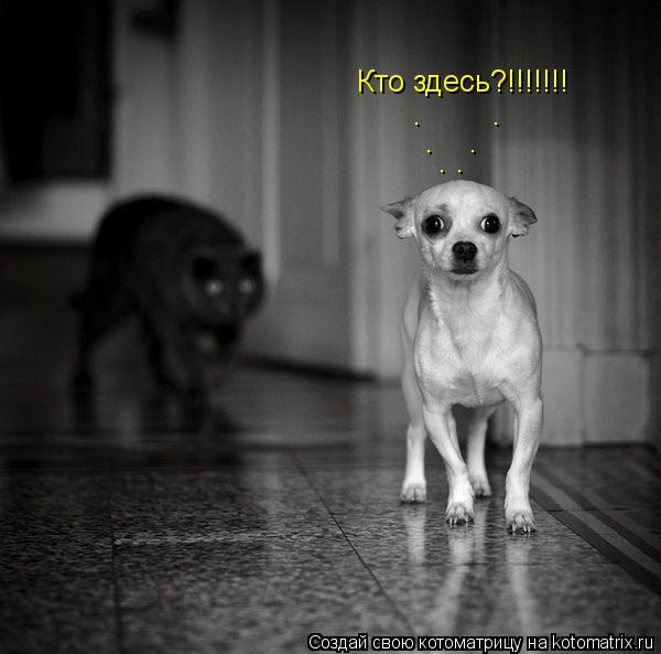 Котоматрица: Кто здесь?!!!!!!! .        . .    . . .