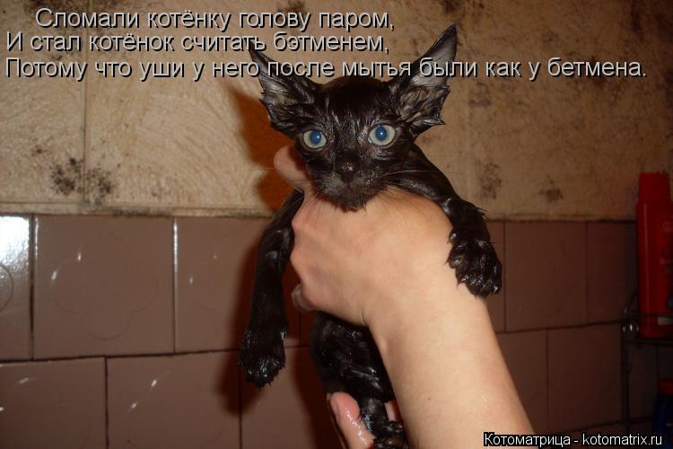 Сломали котёнку голову паром, И стал котёнок считать бэтменем, Потому что уши у него после мытья были... Котоматрица: Сломали котёнку голову паром, И стал котёнок считать бэтменем, Потому что уши у него после мытья были как у бетмена.