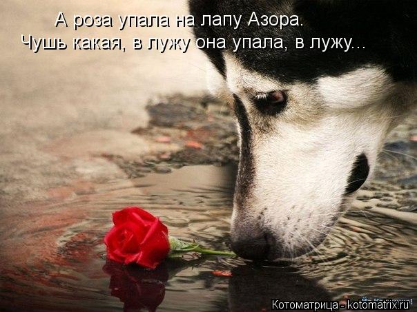 А роза упала на лапу Азора. Чушь какая, в лужу она упала, в лужу...... Котоматрица: А роза упала на лапу Азора. Чушь какая, в лужу она упала, в лужу...