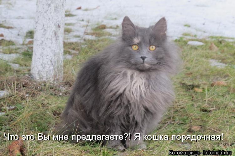 Что это Вы мне предлагаете?! Я кошка порядочная!... Котоматрица: Что это Вы мне предлагаете?! Я кошка порядочная!