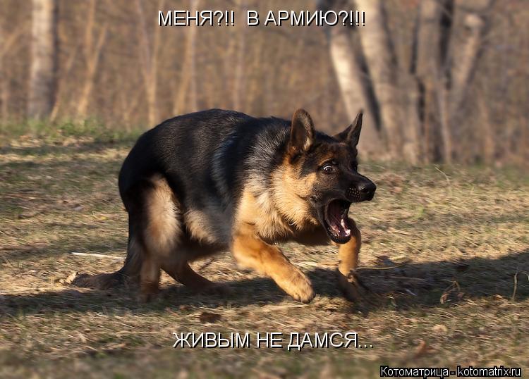 МЕНЯ?!! В АРМИЮ?!!! ЖИВЫМ НЕ ДАМСЯ...... Котоматрица: МЕНЯ?!! В АРМИЮ?!!! ЖИВЫМ НЕ ДАМСЯ...