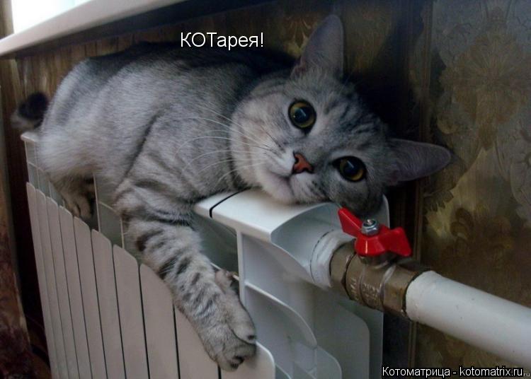 КОТарея!... Котоматрица: КОТарея!
