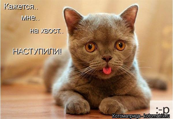 Кажется.. мне.. на хвост.. НАСТУПИЛИ!... Котоматрица: Кажется.. мне.. на хвост.. НАСТУПИЛИ!