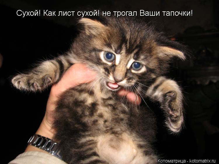 Сухой! Как лист сухой! не трогал Ваши тапочки!... Котоматрица: Сухой! Как лист сухой! не трогал Ваши тапочки!