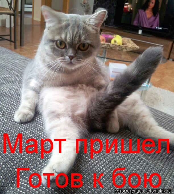 Готов к бою Март пришел... Котоматрица: Готов к бою Март пришел