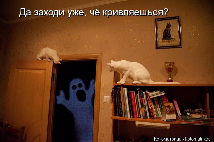 Да заходи уже, чё кривляешься?... Котоматрица: Да заходи уже, чё кривляешься?