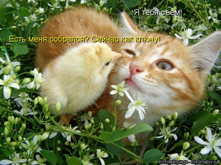 Я тебя съем! Есть меня собрался? Сейчас как клюну!... Котоматрица: Я тебя съем! Есть меня собрался? Сейчас как клюну!