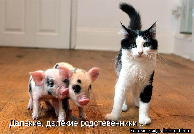 Далёкие, далёкие родстевенники...... Котоматрица: Далёкие, далёкие родстевенники...