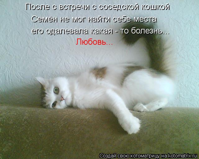 После с встречи с соседской кошкой Семён не мог найти себе места его одалевала какая - то болезнь... ... Котоматрица: После с встречи с соседской кошкой Семён не мог найти себе места его одалевала какая - то болезнь... Любовь...
