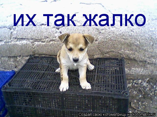 их так жалко... Котоматрица: их так жалко