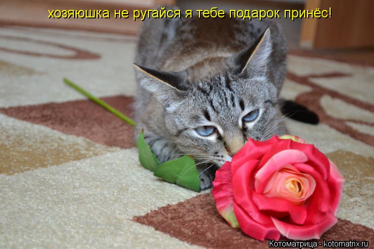 Поздравление хозяйке от кошки Поздравление хозяйке от кошки