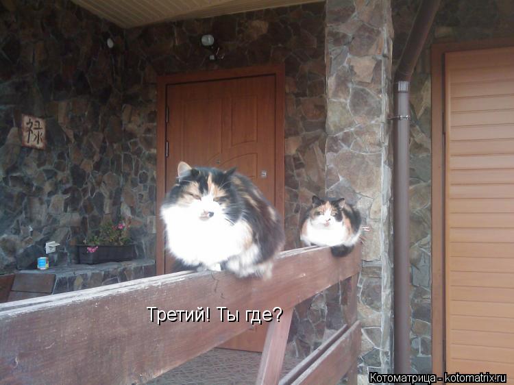 Третий! Ты где?... Котоматрица: Третий! Ты где?