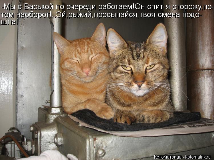 -Мы с Васькой по очереди работаем!Он спит-я сторожу,по- том наоборот!..Эй,рыжий,просыпайся,твоя смена... Котоматрица: -Мы с Васькой по очереди работаем!Он спит-я сторожу,по- том наоборот!..Эй,рыжий,просыпайся,твоя смена подо- шла!