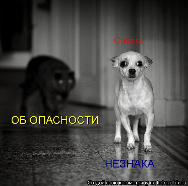 Собака ОБ ОПАСНОСТИ НЕЗНАКА... Котоматрица: Собака ОБ ОПАСНОСТИ НЕЗНАКА