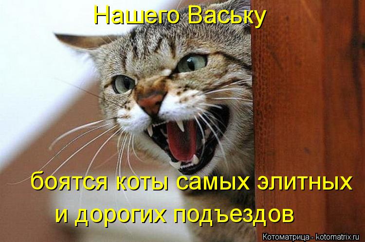 Нашего Ваську боятся коты самых элитных и дорогих подъездов... Котоматрица: Нашего Ваську боятся коты самых элитных и дорогих подъездов