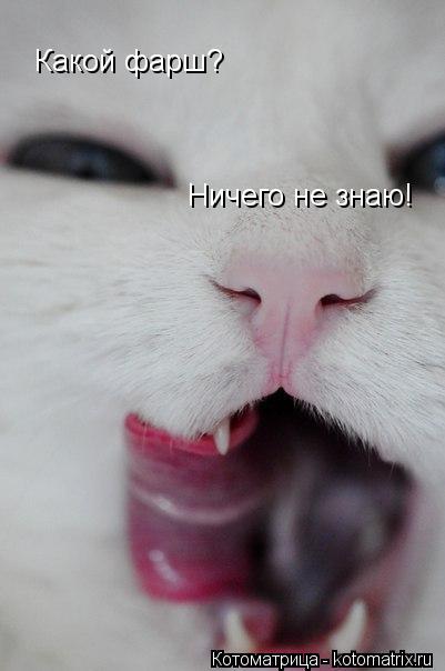 Котоматрица: Какой фарш? Ничего не знаю!