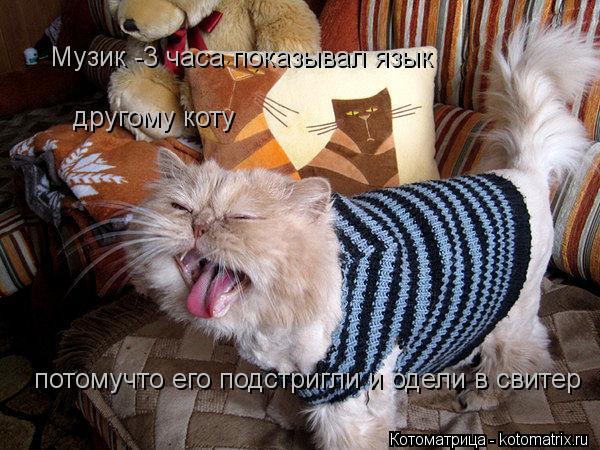 Котоматрица: Музик -3 часа показывал язык другому коту потомучто его подстригли и одели в свитер