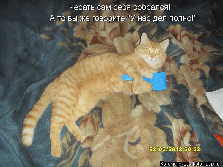 Чесать сам себя собрался! А то вы же говорите:"У нас дел полно!"... Котоматрица: Чесать сам себя собрался! А то вы же говорите:"У нас дел полно!"