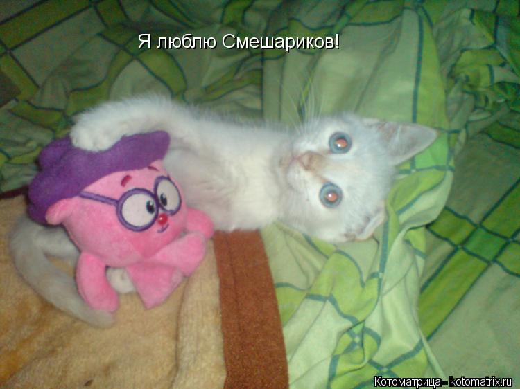 Я люблю Смешариков!... Котоматрица: Я люблю Смешариков!