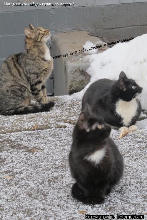Котоматрица: -Мам,мам,что-нибудь купить по дороге? - Квартиру купи себе, котопес, и живи отдельно! - Квартиру купи себе, котопес, и живи отдельно!
