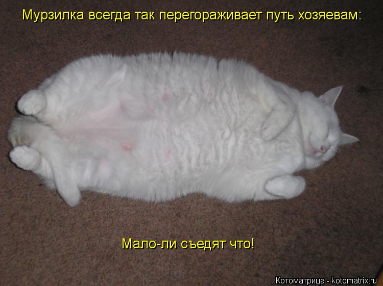 Котоматрица: Мурзилка всегда так перегораживает путь хозяевам: Мало-ли съедят что!