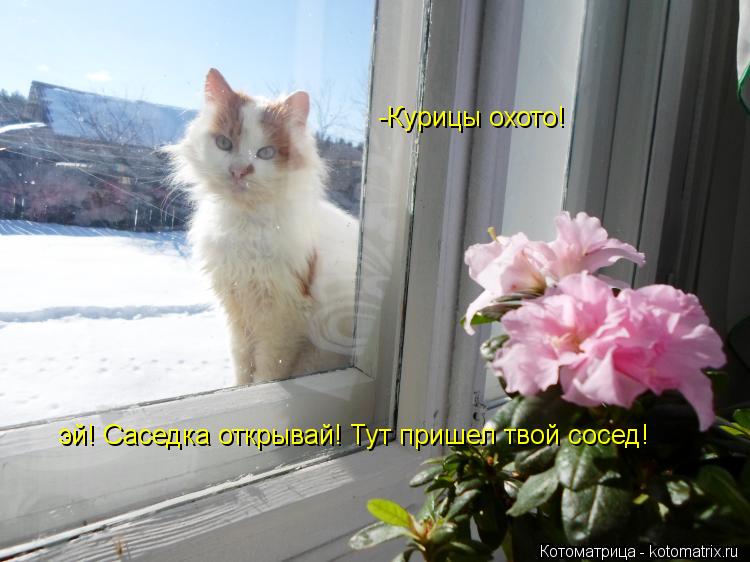 Котоматрица: эй! Саседка открывай! Тут пришел твой сосед!  -Курицы охото!
