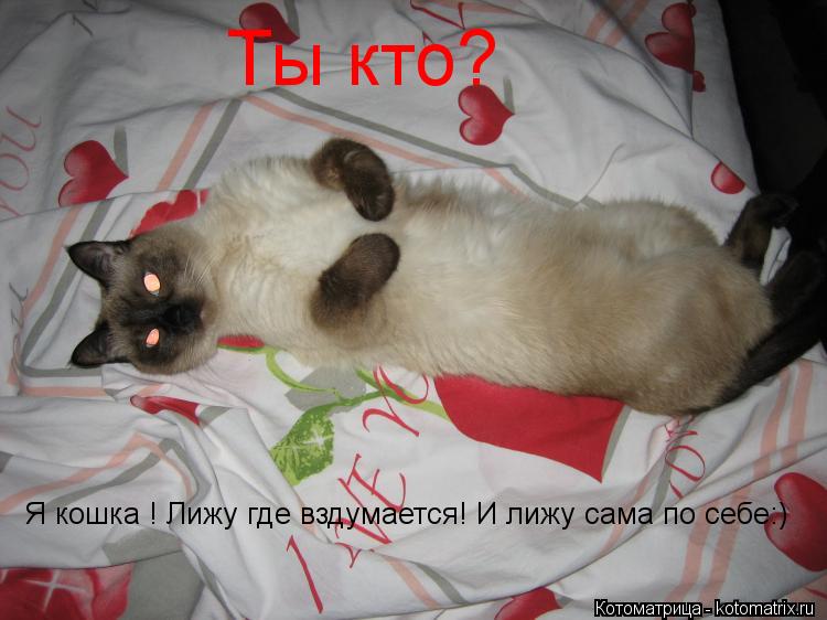 Котоматрица: Ты кто? Я кошка ! Лижу где вздумается! И лижу сама по себе:)