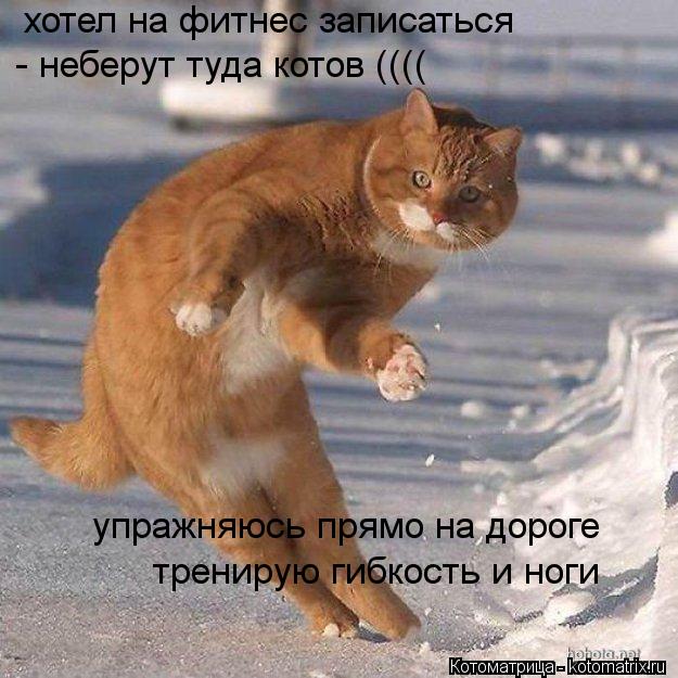 хотел на фитнес записаться - неберут туда котов (((( упражняюсь прямо на дороге тренирую гибкость и н... Котоматрица: хотел на фитнес записаться - неберут туда котов (((( упражняюсь прямо на дороге тренирую гибкость и ноги
